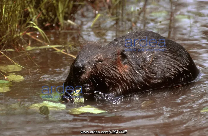 : Beaver feeding on alder twigs, small beaver pond : Beaver feeding on alder twigs, small beaver pond