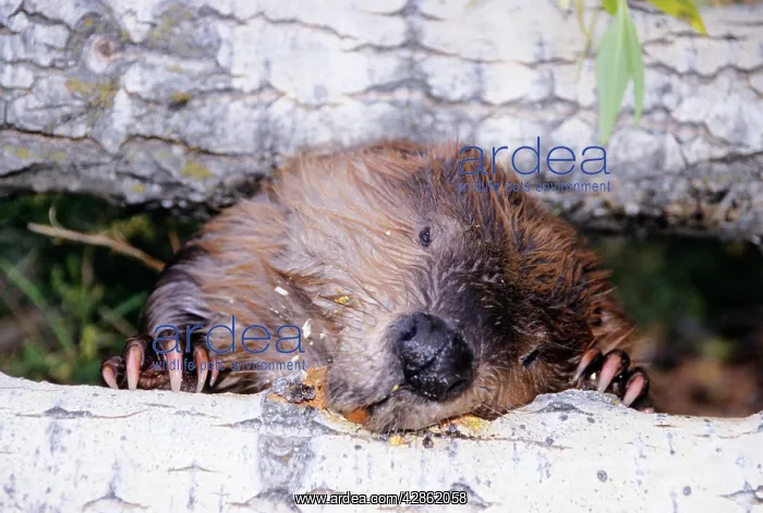 : BEAVER - gnawing on tree trunk : BEAVER - gnawing on tree trunk