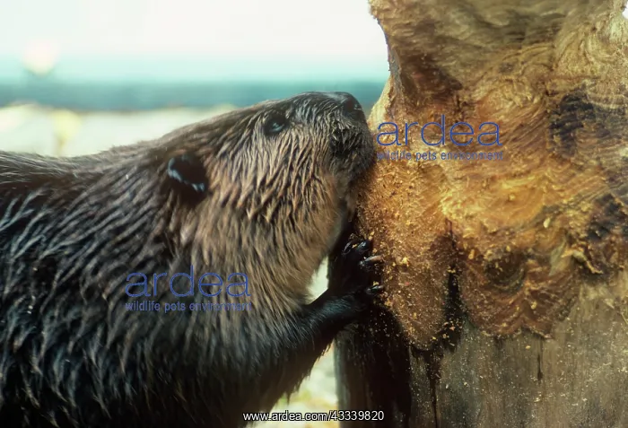 : BEAVER - gnawing tree trunk : BEAVER - gnawing tree trunk