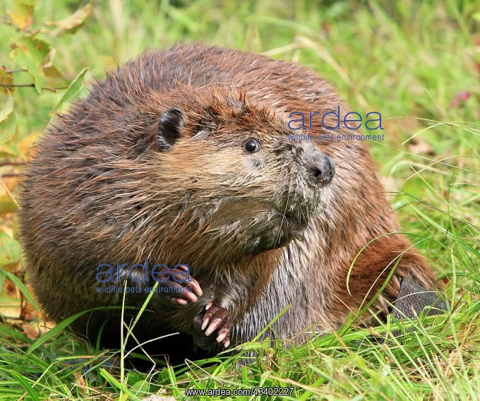 : Beaver - on grass : Beaver - on grass