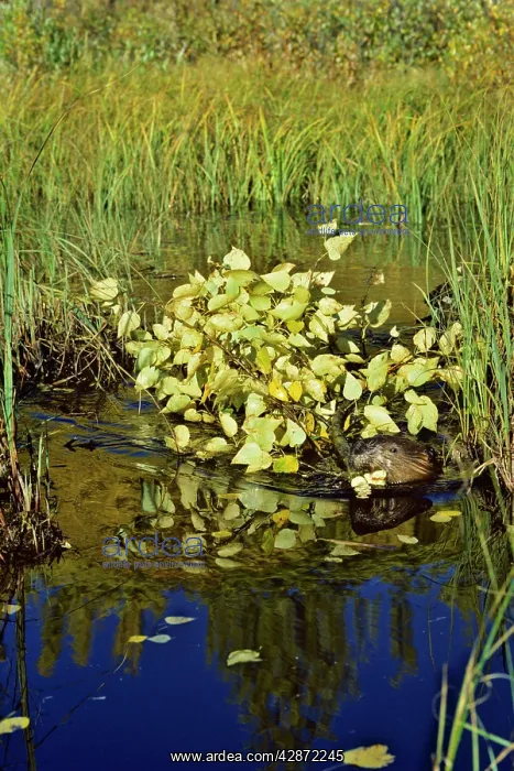 : Beaver - hauling branch back to winter food cache : Beaver - hauling branch back to winter food cache