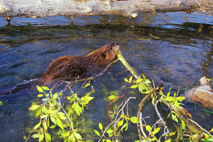 : Beaver - hauling branch back to winter food cache : Beaver - hauling branch back to winter food cache