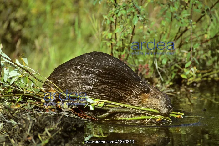 : Beaver - hauling limb back to winter food cache : Beaver - hauling limb back to winter food cache