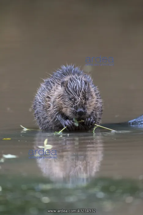 : Beaver Kit - Eating - Devon - UK : Beaver Kit - Eating - Devon - UK