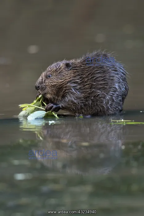 : Beaver Kit - Eating - Devon - UK : Beaver Kit - Eating - Devon - UK