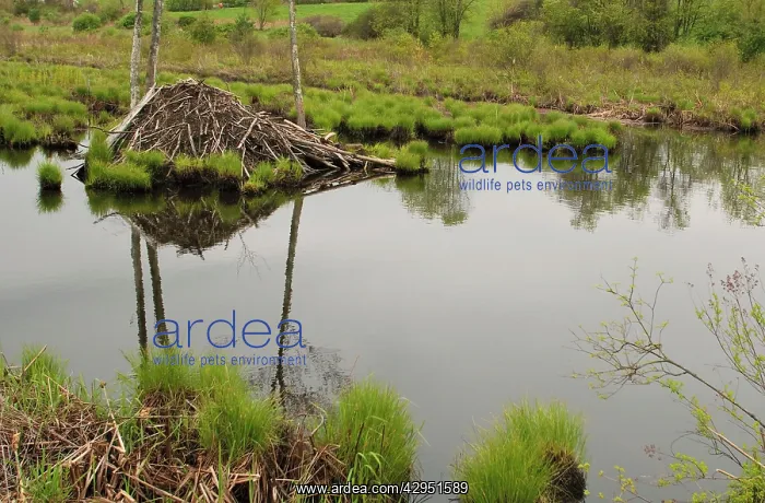 : Beaver lodge in White Memorial : Beaver lodge in White Memorial