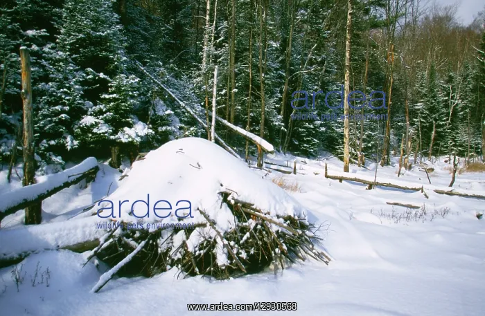 : Beaver Lodge - in winter in snow : Beaver Lodge - in winter in snow