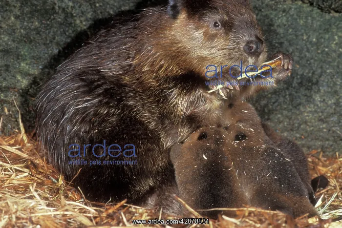 : BEAVER - mother and kits inside lodge : BEAVER - mother and kits inside lodge