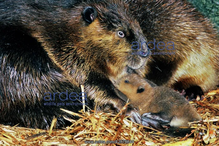  : Beaver - mother with young, inside lodge