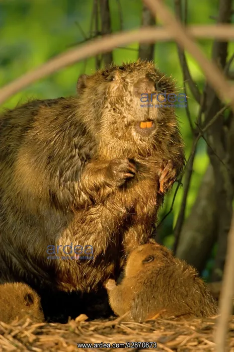 : Beaver - nursing young kit : Beaver - nursing young kit