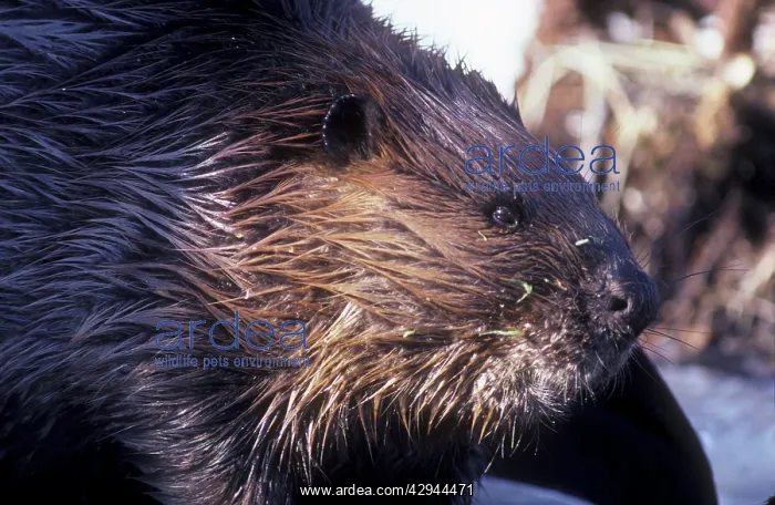 : Beaver, outside lodge, searching for food in early spring : Beaver, outside lodge, searching for food in early spring