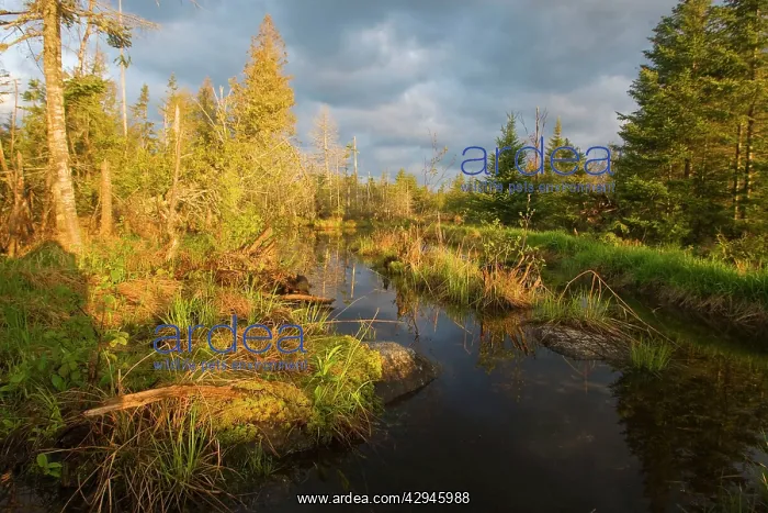 : Beaver Pond and bog : Beaver Pond and bog