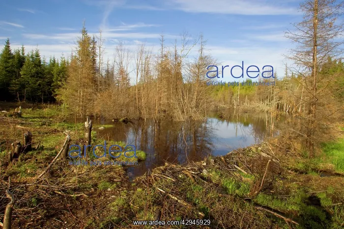 : Beaver Pond and dam : Beaver Pond and dam