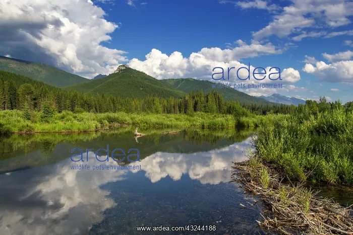 : Beaver pond along the Flathead River near : Beaver pond along the Flathead River near
