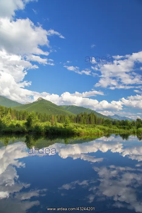 : Beaver pond along the Flathead River near : Beaver pond along the Flathead River near