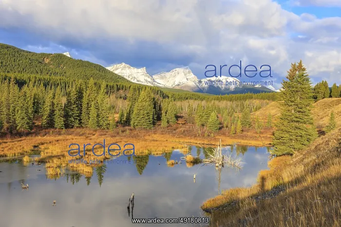 : A beaver pond in the Highwood River valley in the mountains of southern Alberta : A beaver pond in the Highwood River valley in the mountains of southern Alberta