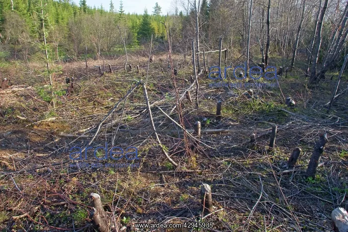  : Beaver Pond workings on trees around beaver pond