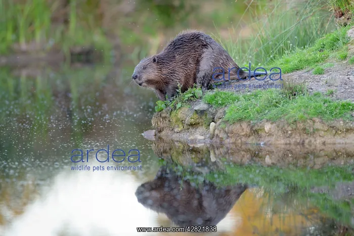 : Beaver - on river bank : Beaver - on river bank