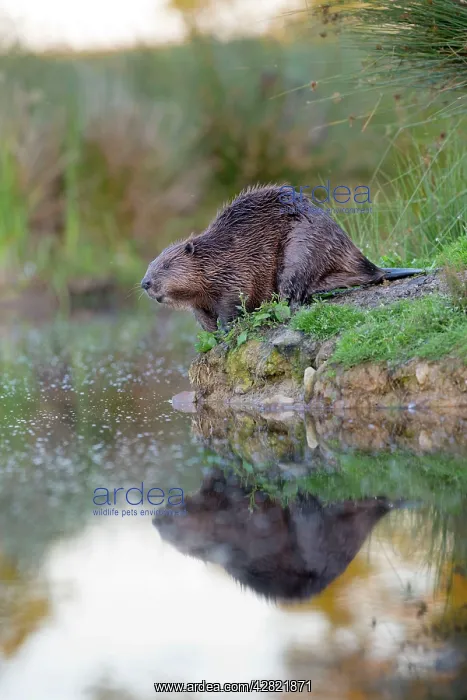 : Beaver - on river bank : Beaver - on river bank