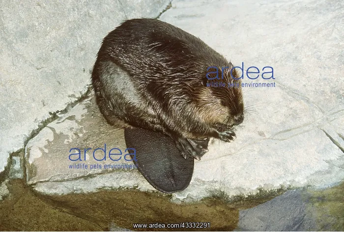 : BEAVER ON ROCK - showing flat tail shape : BEAVER ON ROCK - showing flat tail shape