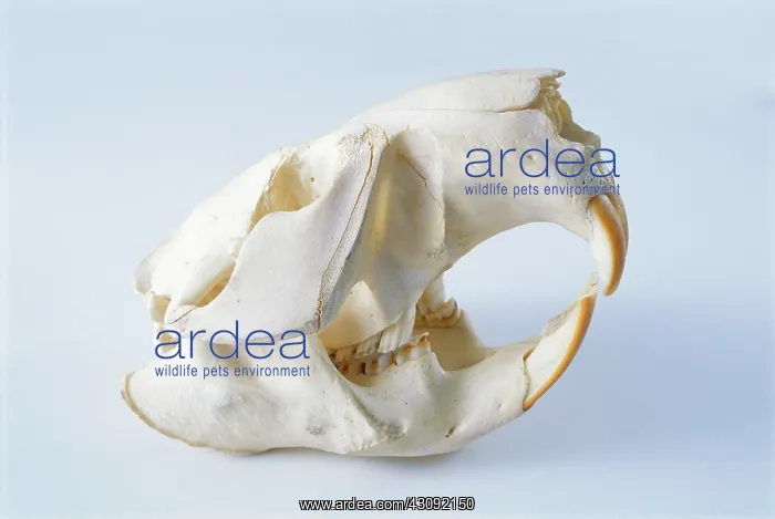 : Beaver skull : Beaver skull