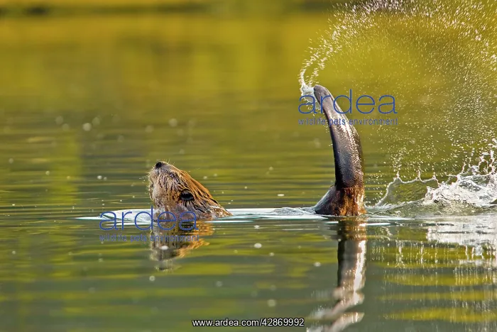 : Beaver - slapping its tail as a warning to other : Beaver - slapping its tail as a warning to other