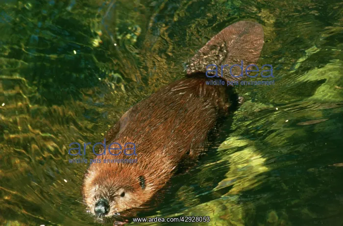 : Beaver - swimming : Beaver - swimming