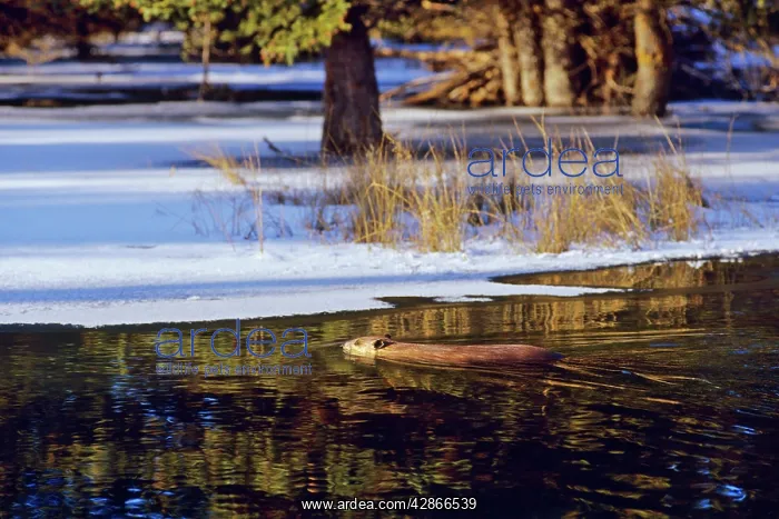 : Beaver - swimming in partially ice covered beaver : Beaver - swimming in partially ice covered beaver