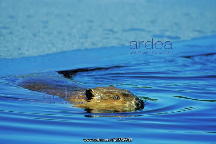 : Beaver - swimming in partially ice covered beaver : Beaver - swimming in partially ice covered beaver