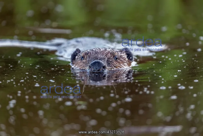 : Beaver - Swimming - UK : Beaver - Swimming - UK