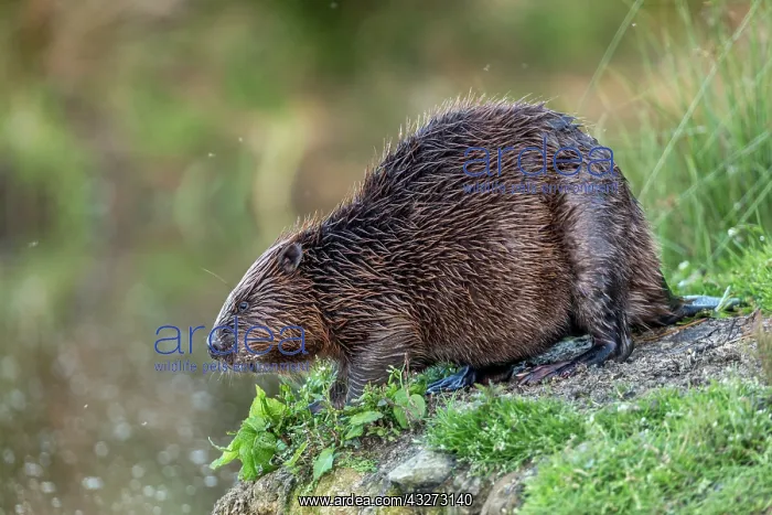 : Beaver - UK : Beaver - UK