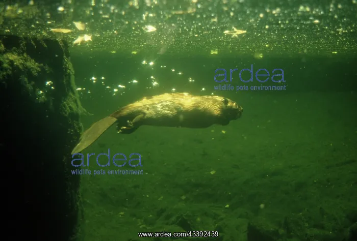 : BEAVER UNDERWATER : BEAVER UNDERWATER