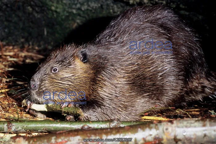 : BEAVER - side view : BEAVER - side view