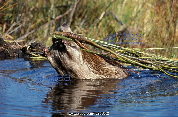 : Beaver - In water carring willow branches using : Beaver - In water carring willow branches using