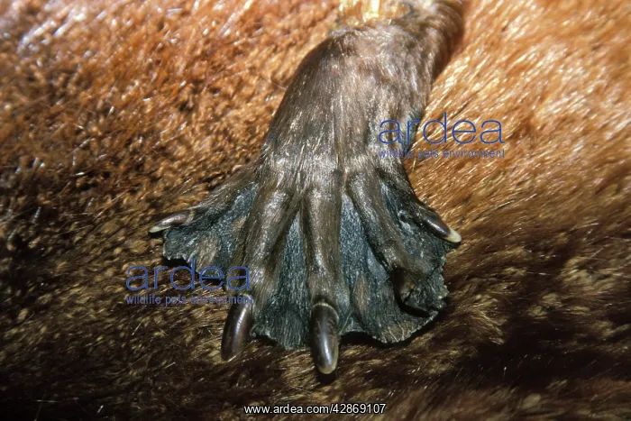 : Beaver - webbing on foot (from a specimen) : Beaver - webbing on foot (from a specimen)