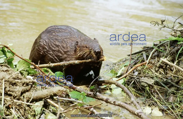 : BEAVER - working on dam : BEAVER - working on dam