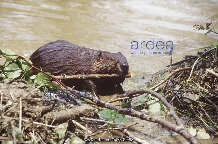 : BEAVER - Working on dam : BEAVER - Working on dam