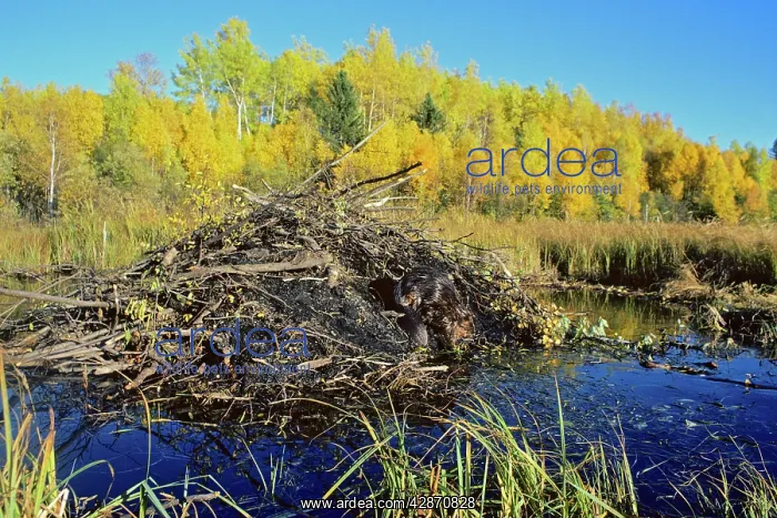  : Beaver - working on lodge