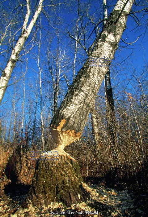 : BEAVER - workings on Aspen Trees : BEAVER - workings on Aspen Trees