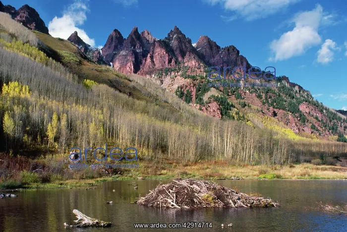 : Beaver's Hut / Lodge : Beaver's Hut / Lodge