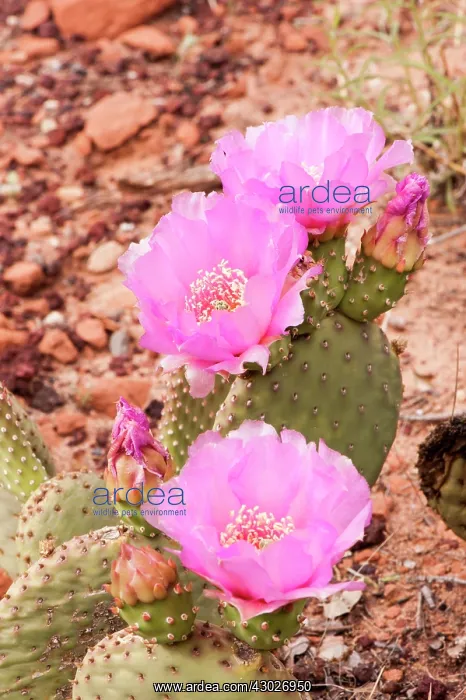 : Beavertail Cactus : Beavertail Cactus