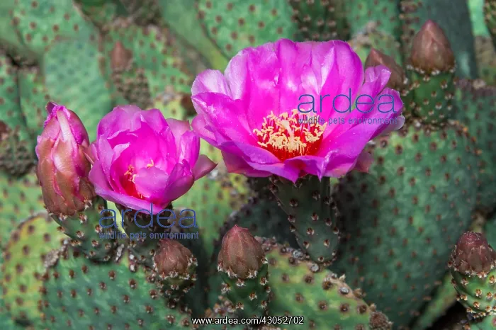 : Beavertail Cactus (Opuntia basilaris). Mojave Desert : Beavertail Cactus (Opuntia basilaris). Mojave Desert
