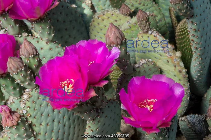: Beavertail Cactus (Opuntia basilaris). Mojave Desert : Beavertail Cactus (Opuntia basilaris). Mojave Desert