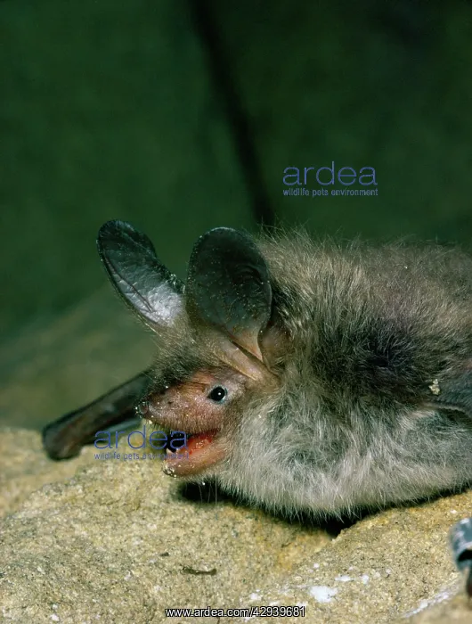 : Bechstein's BAT - close-up of head : Bechstein's BAT - close-up of head