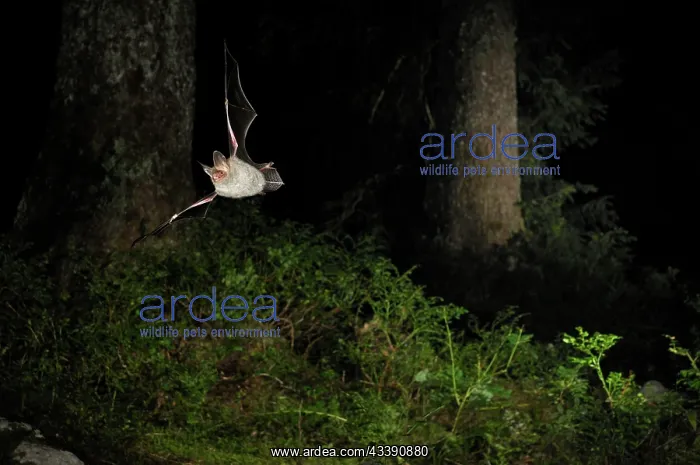 : Bechstein's Bat - in flight in a Picea sp. mountain forest : Bechstein's Bat - in flight in a Picea sp. mountain forest