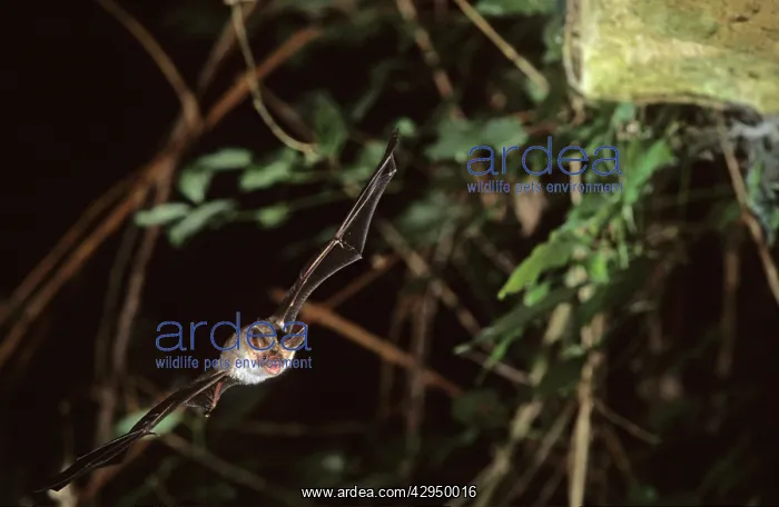 : Bechstein's bat flying into a cave ( old iron mine) : Bechstein's bat flying into a cave ( old iron mine)