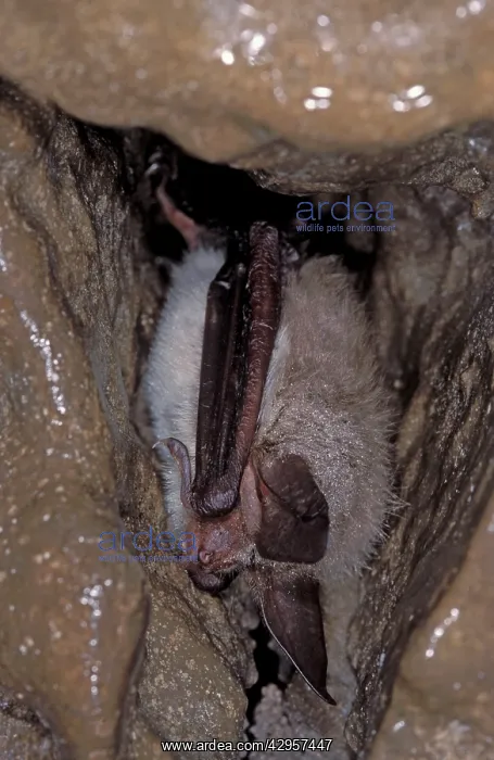 : Bechstein's Bat - hibernation at cave : Bechstein's Bat - hibernation at cave