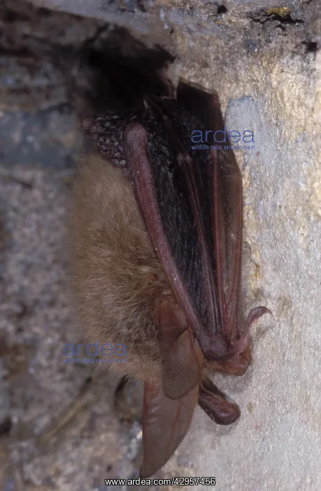 : Bechstein's Bat - hibernation at cave : Bechstein's Bat - hibernation at cave