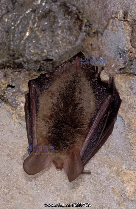: Bechstein's Bat - hibernation at cave : Bechstein's Bat - hibernation at cave