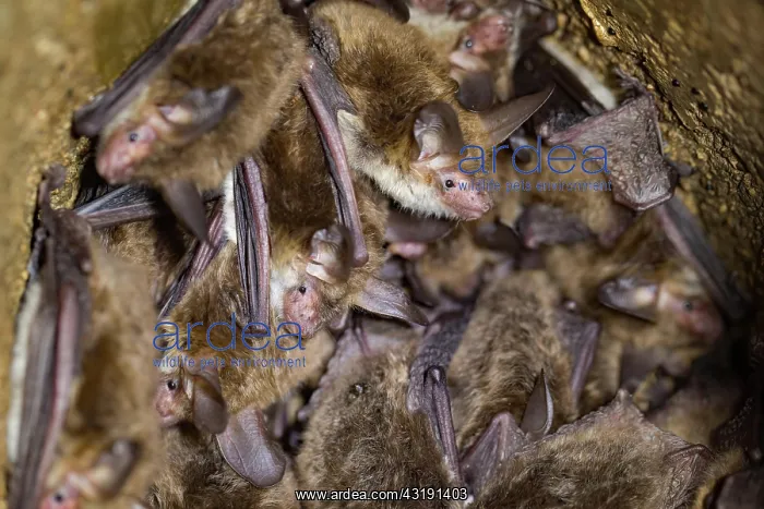 : Bechstein's bat (Myotis bechsteinii), several animals : Bechstein's bat (Myotis bechsteinii), several animals